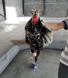 温州原态农业养鸡场